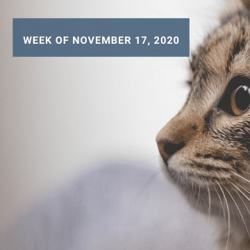 Weekly News: Translating Cat Meows